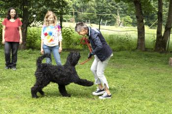 Coaching assisté par les chiens